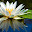 Water Lily New Tab Page HD Pop Flowers Theme