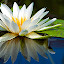 Water Lily New Tab Page HD Pop Flowers Theme