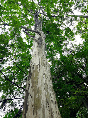 árvore pau-ferro com seu belo tronco malhado visto de baixo para cima