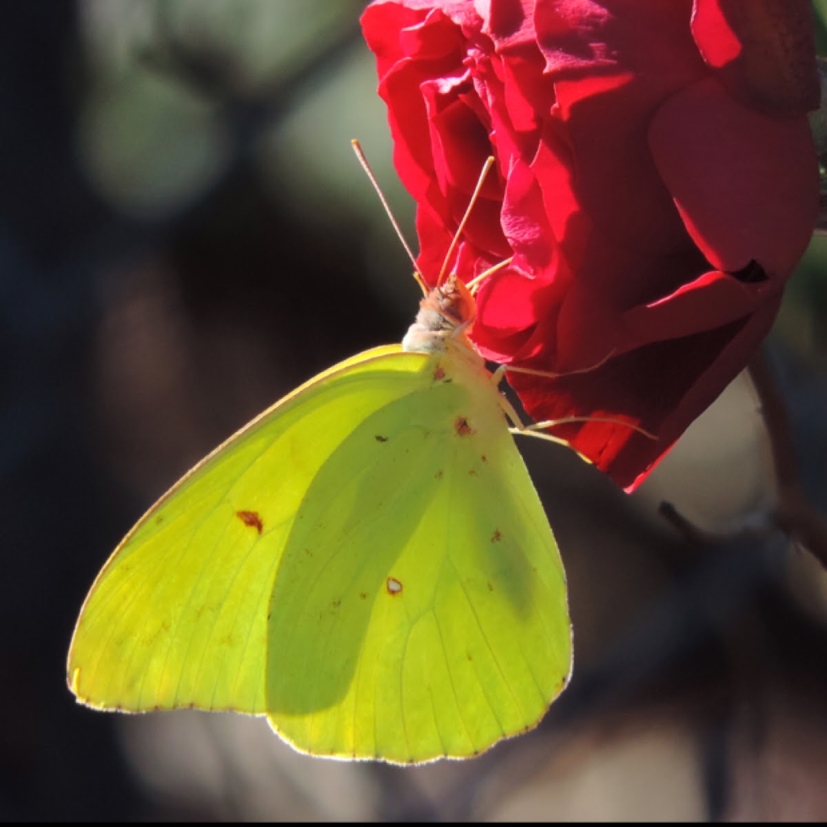 Cloudless Sulphur