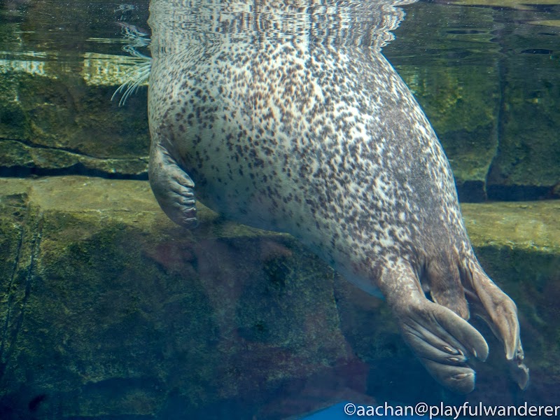 2017仙台うみの杜水族館 uminomori (24 - 74).jpg