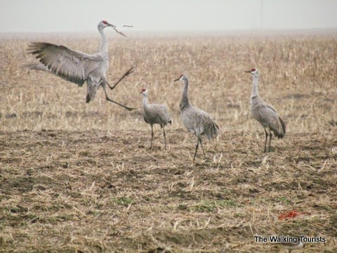 Sandhill Crane migration near Kearney, NE. The Walking Tourists