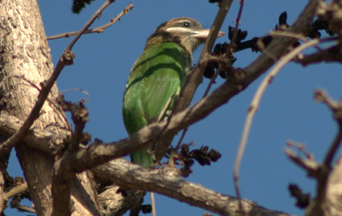 White-cheeked Barbet