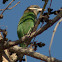 White-cheeked Barbet