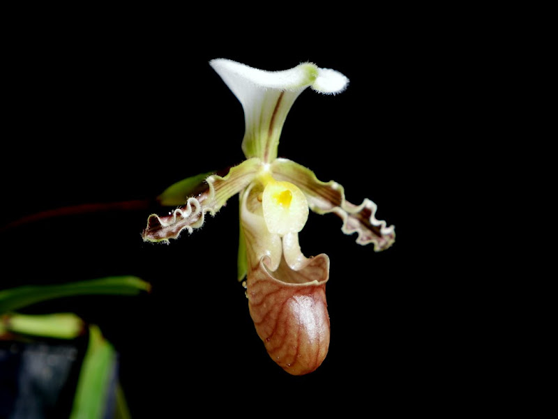 Paphiopedilum tranlienianum P1070144