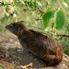 Yellow-spotted Hyrax