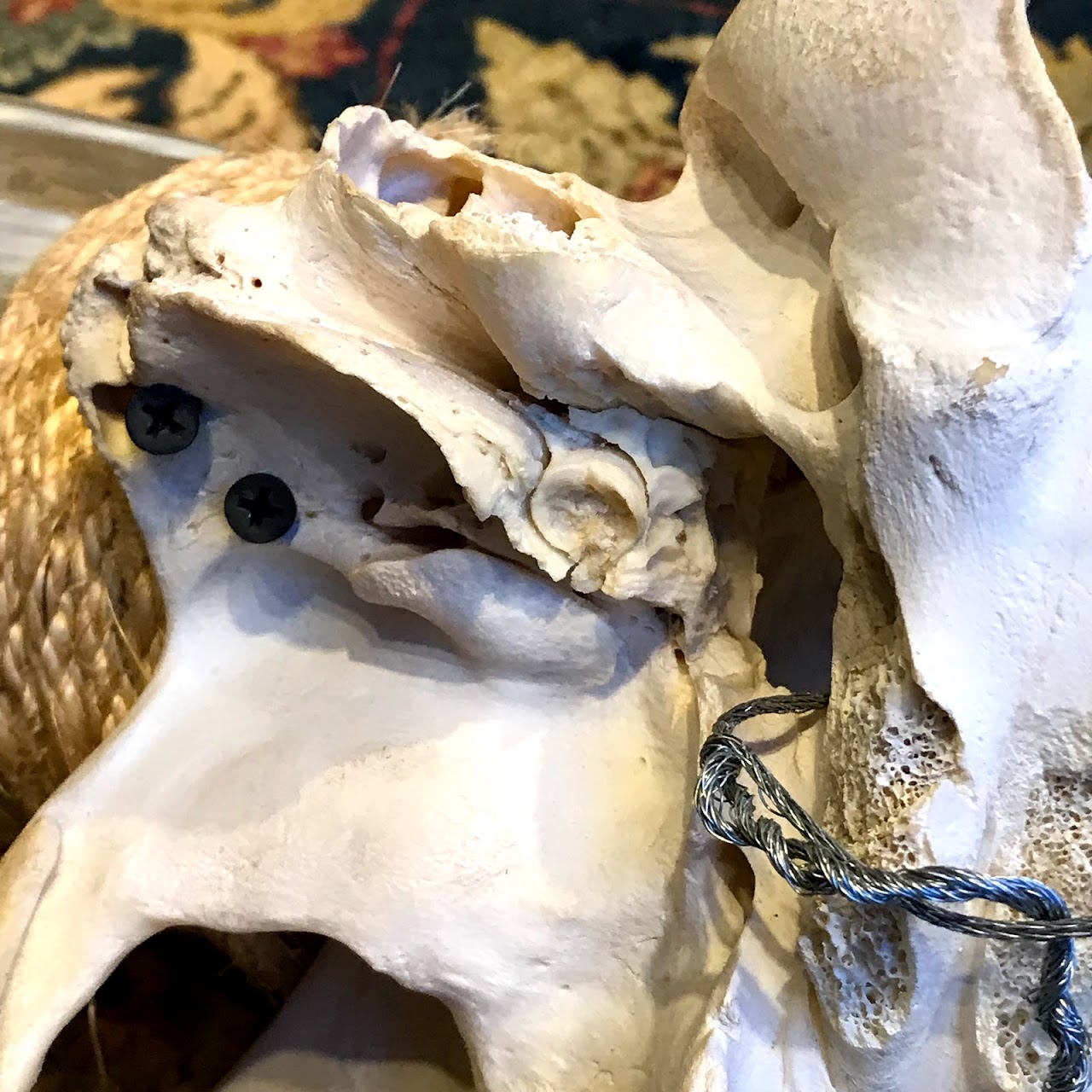 Longhorn Steer Skull