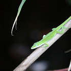 Carolina anole (♀)