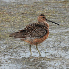 Long-billed dowitcher