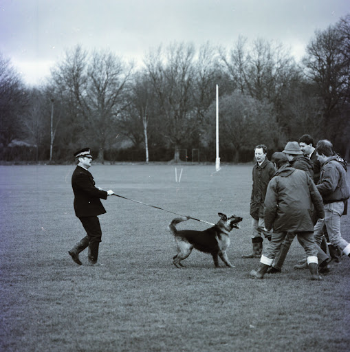 dog-training photo:shock dog training collar 