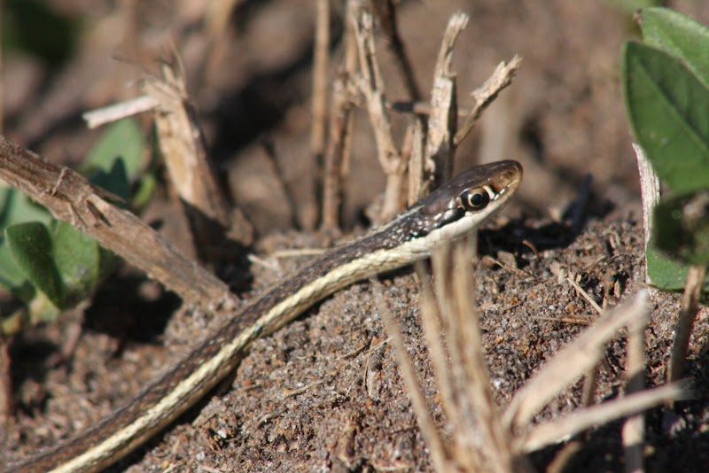 Thamnophis sauritus?