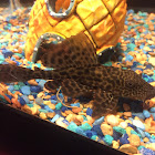 Sailfin Pleco