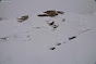 Avalanche Vanoise, secteur Aussois, Fournache ; retour du secteur des refuges Dent Parrachée et Fournache vers la station - Photo 12 - © Duclos Alain