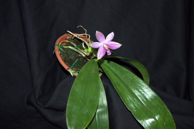Phalaenopsis Jennifer Palermo DSC_0141