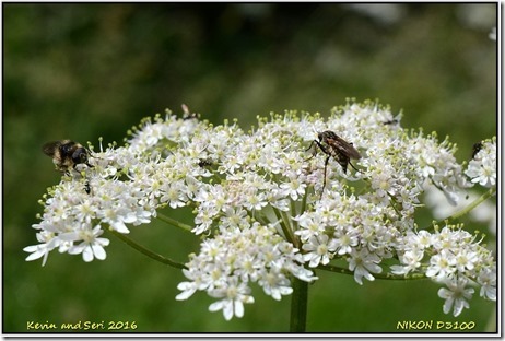 Draycote Meadows - June