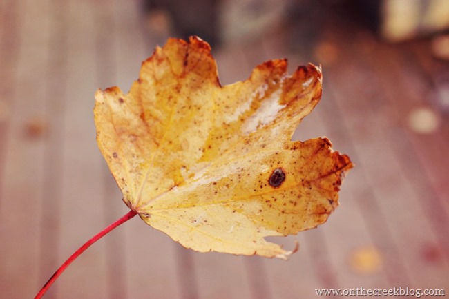 Fall Leaf