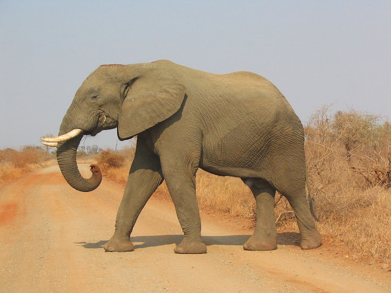 reactie Vernauwd Optimaal Afrikaanse olifant - ANW (Algemeen Nederlands Woordenboek)