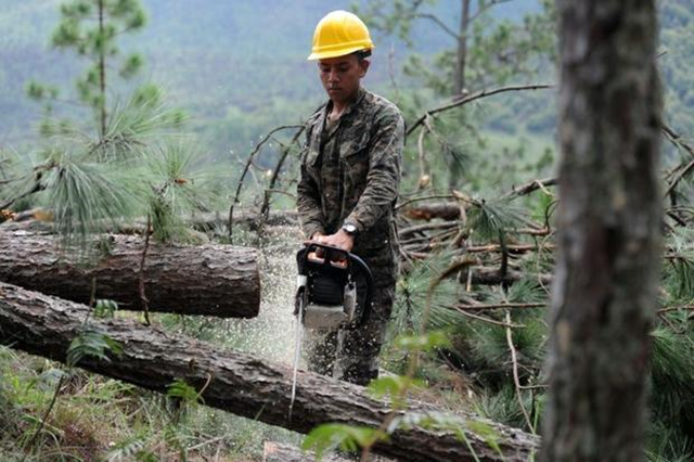 A soldier cuts logs from trees affected by a southern pine beetle (Dentroctomus frontalis) plague in a forested area in Talanga on 9 November 2015. Photo: Orlando Sierra / AFP