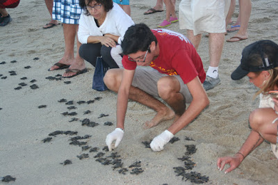 Giving the turtles a helping hand.