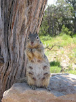 Squirrel, Grand Canyon National Park  [2005]