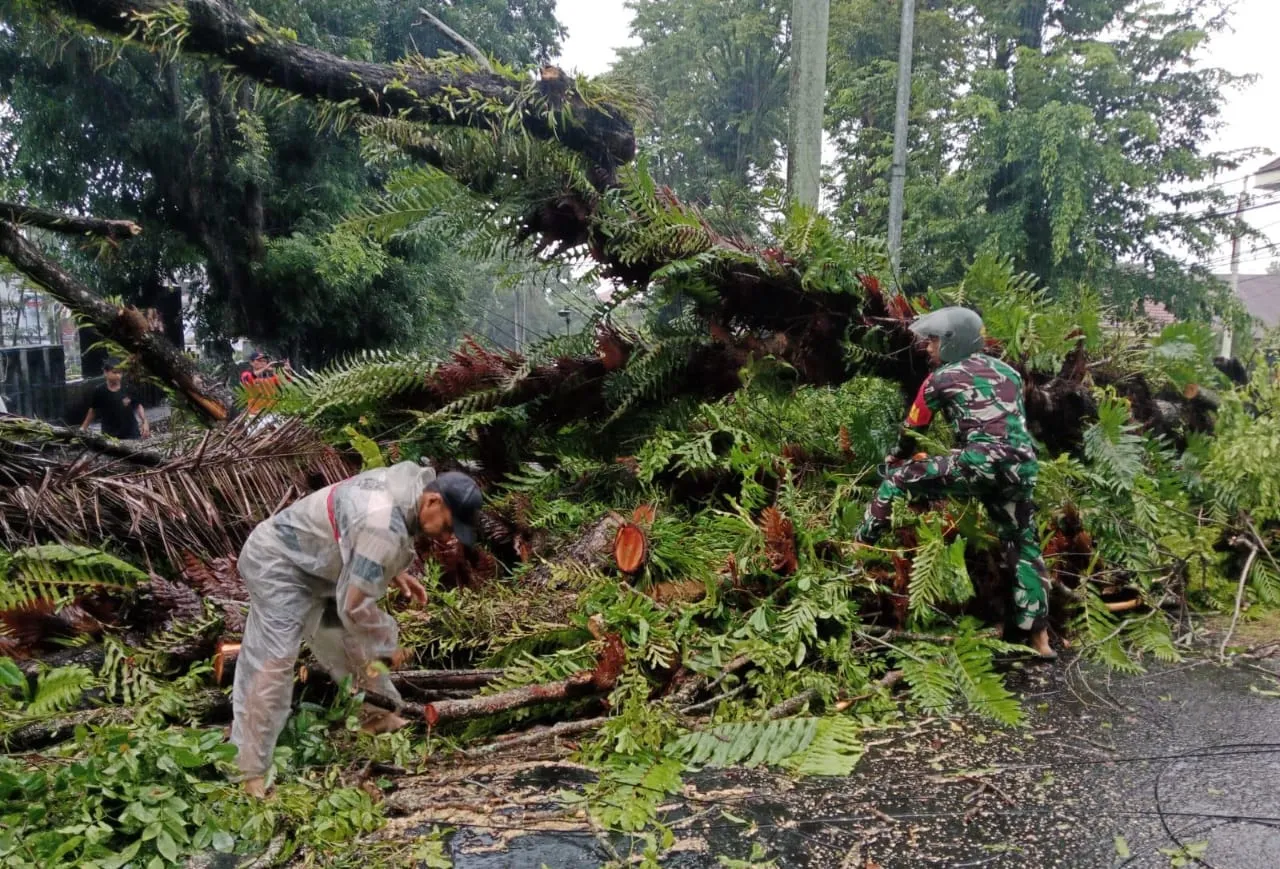 Tumbangnya pohon tersebut menutupi jalan di area Perkantoran Jl.17 Agustus Kelurahan Teling Atas, Kecamatan Wanea, Kota Manado. (Foto istimewa)