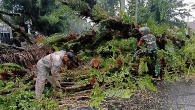 Babinsa Kodim Manado Bersama Aparat Bersihkan Pohon Tumbang yang Menghalangi Jalan