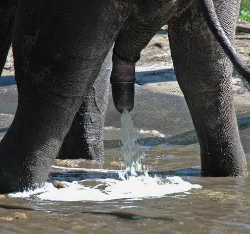 Слон африканский (Loxodonta africana) .