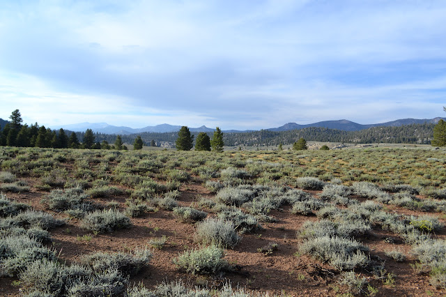 Strawberry Meadows