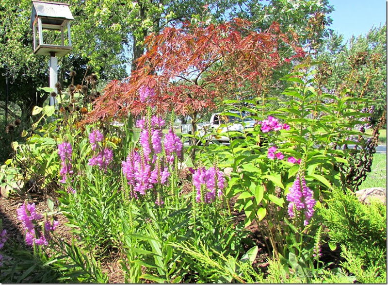 Showcasing the colors of a Fall Garden