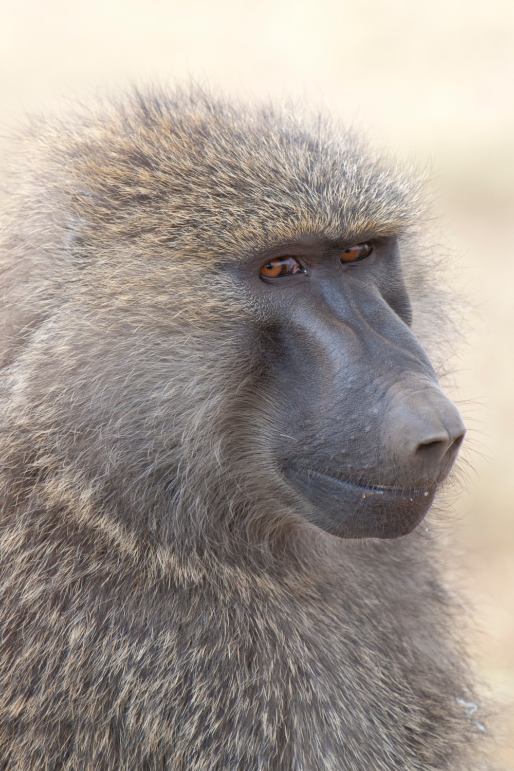 파일:external/upload.wikimedia.org/Papio_anubis_%28Serengeti%2C_2009%29.jpg