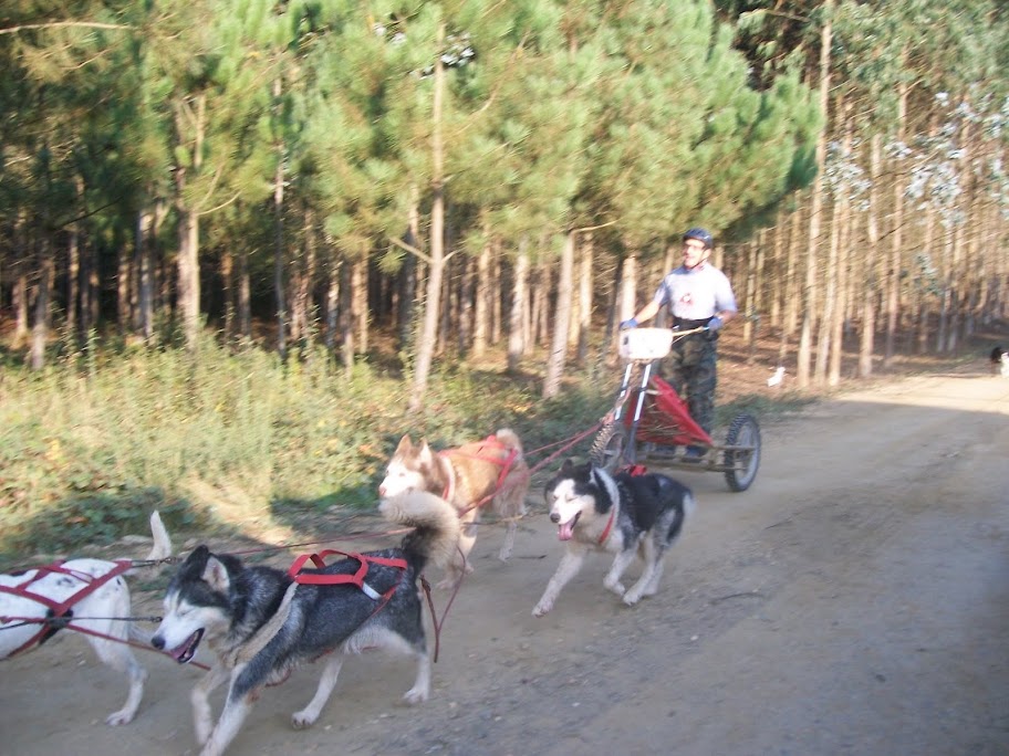 El Husky Siberiano 100_1674