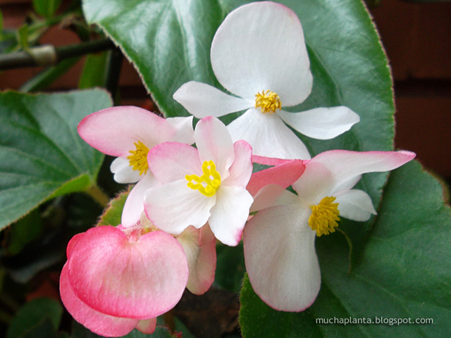 Plantas, plantas & más plantas: Begonia peluda · My Hairy Begonia