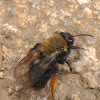 Clark's Andrena