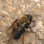 Clark's Andrena