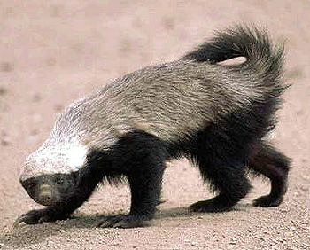 파일:external/upload.wikimedia.org/Honey_badger.jpg