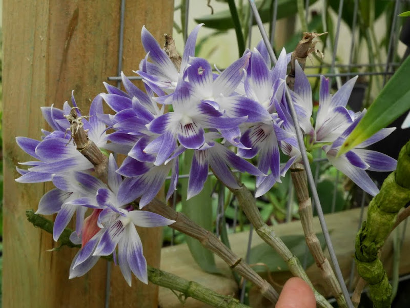 Dendrobium victoriae-reginae P1060129