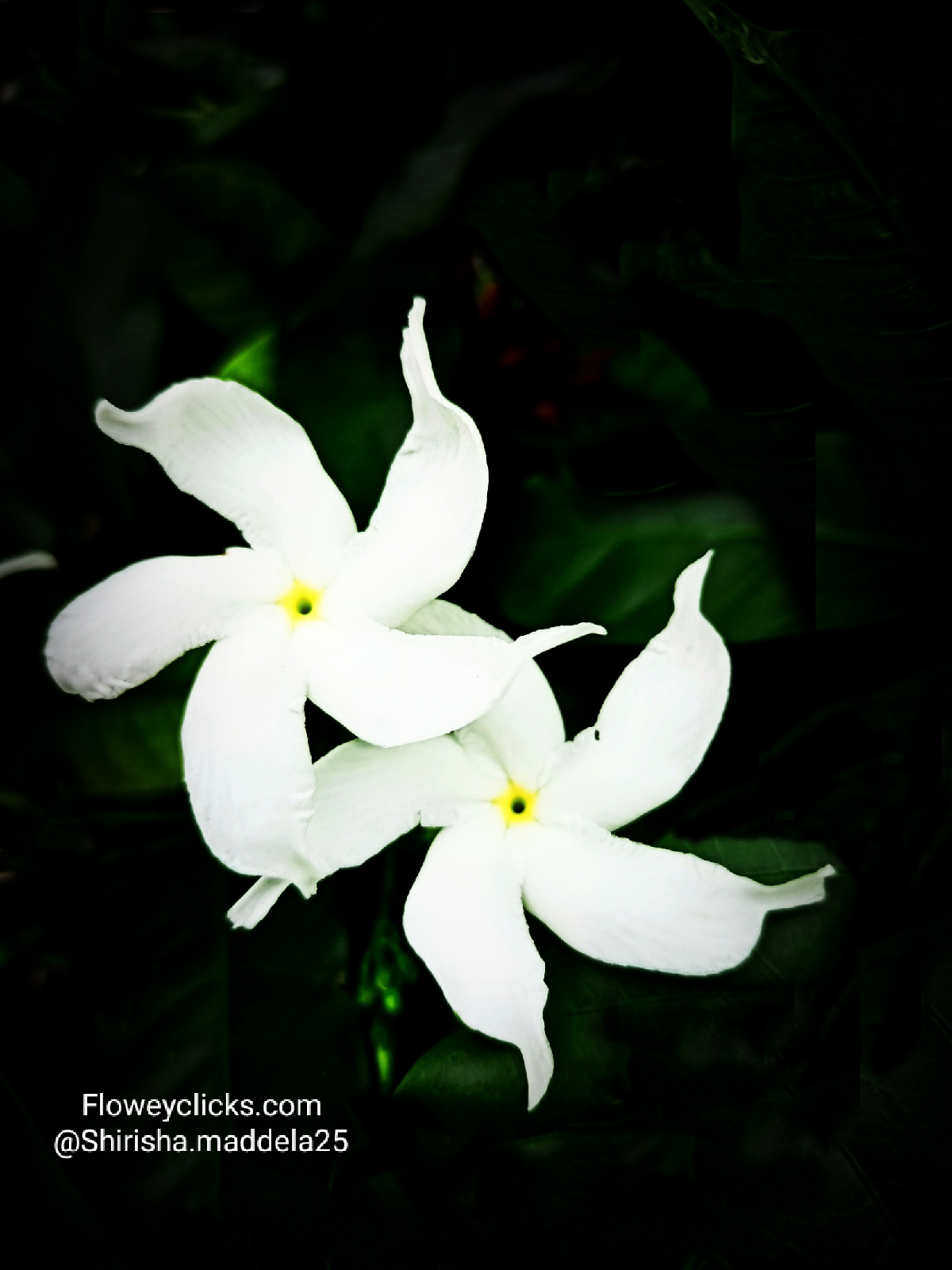 Crape jasmine   Tabernaemontana divaricata   pinwheel flower ...