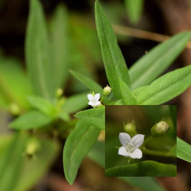 Oldenlandia corymbosa Location Ratnagiri, Maharashtra India