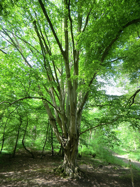 CIMG6914 Old hornbeam, Banstead Wood