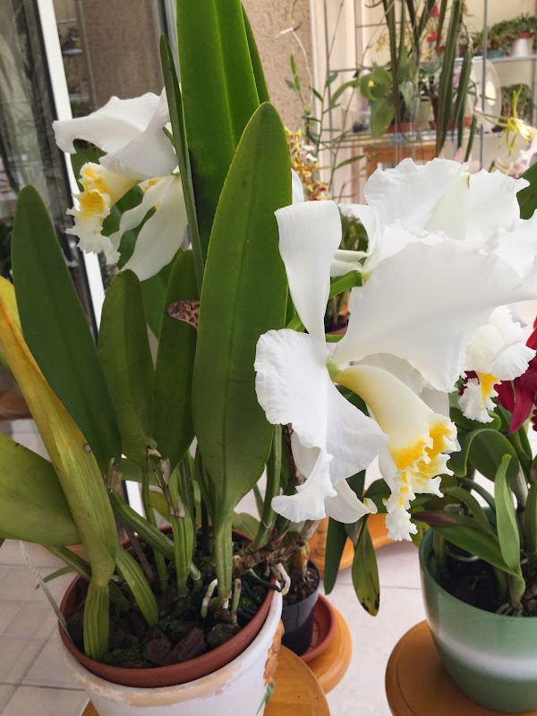 Cattleya mossiae f. alba Image