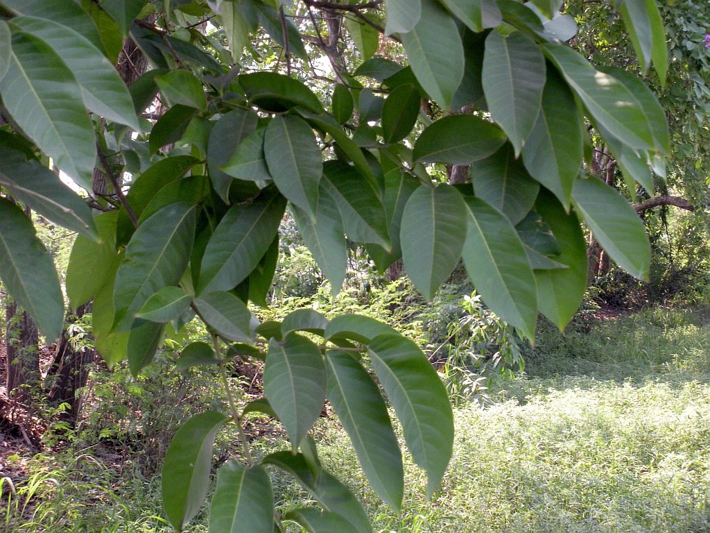 Lagerstroemia speciosa - efloraofindia