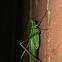 Northern Bush Katydid male