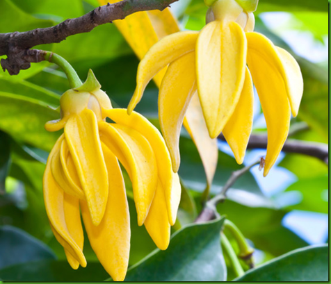 Ylang Ylang Trepadeira