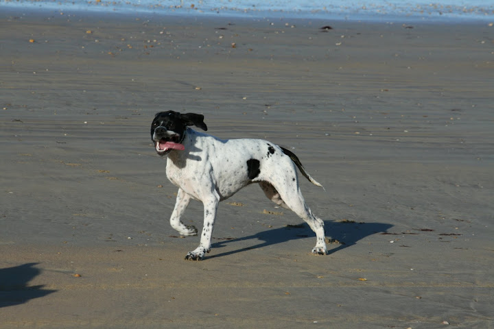 Bonjour du Nord Vendee%25202012%2520957