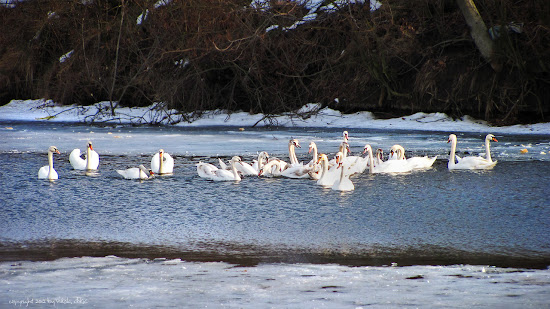 ''Labudovo jezero'' u Borči I-momci%2C-%C5%A1ta-cenite-Kol%27ko-%C4%87emo-jo%C5%A1-da-kuliramo-u-Bor%C4%8Di