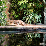 36_Tierpark-Nürnberg_06.05.16_©AlexanderLanzloth.jpg