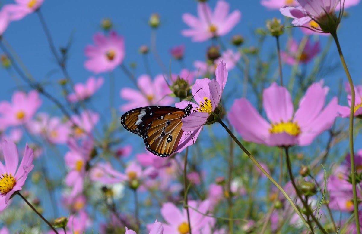 Plain tiger butterfly sitting on cosmos