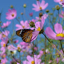 Plain tiger butterfly sitting on cosmos