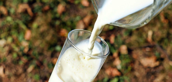 Perché il latte crudo può essere pericoloso?