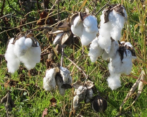 cotton plant